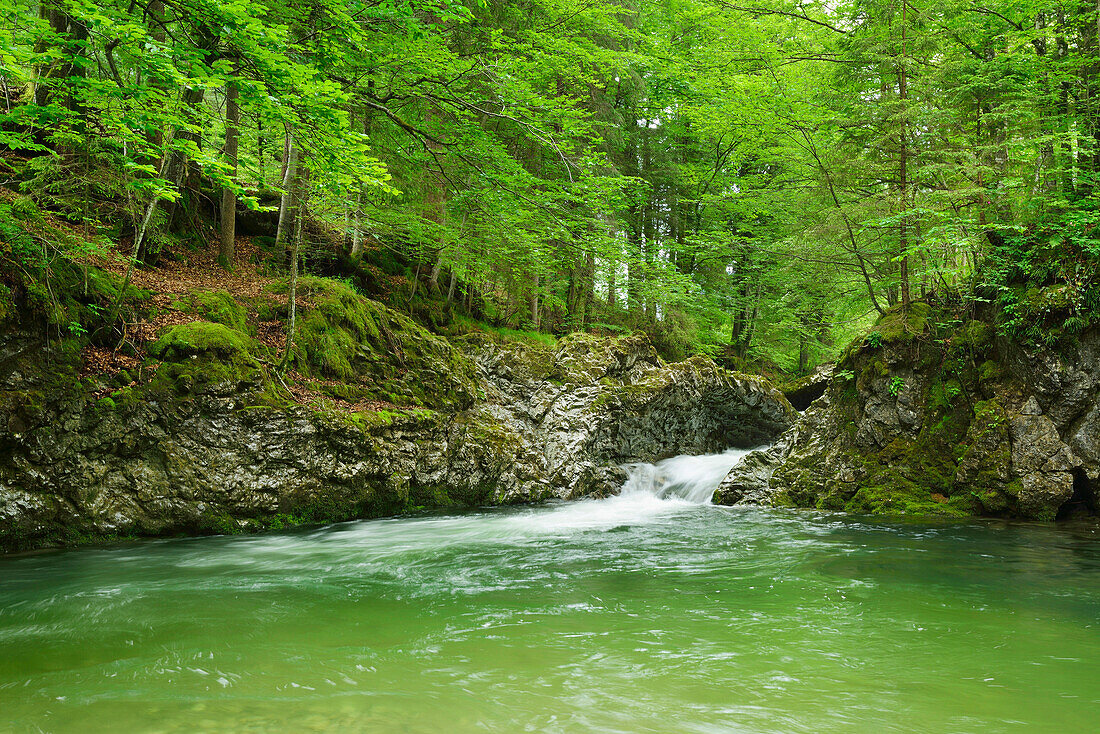 Mountain stream running through a narrow bed, Prien in Prien valley, Chiemgau, Chiemgau range, Upper Bavaria, Bavaria, Germany