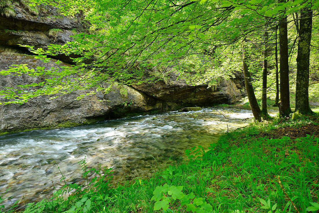Weißbach fließt durch Weißbachklamm, Chiemgau, Chiemgauer Alpen, Oberbayern, Bayern, Deutschland