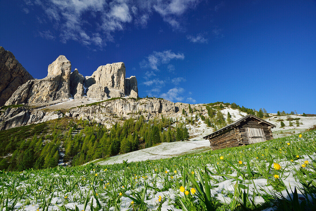 Blumenwiesen und Almstadel nach Schneefall vor Sellastock, Sella, Dolomiten, UNESCO Weltnaturerbe Dolomiten, Südtirol, Italien