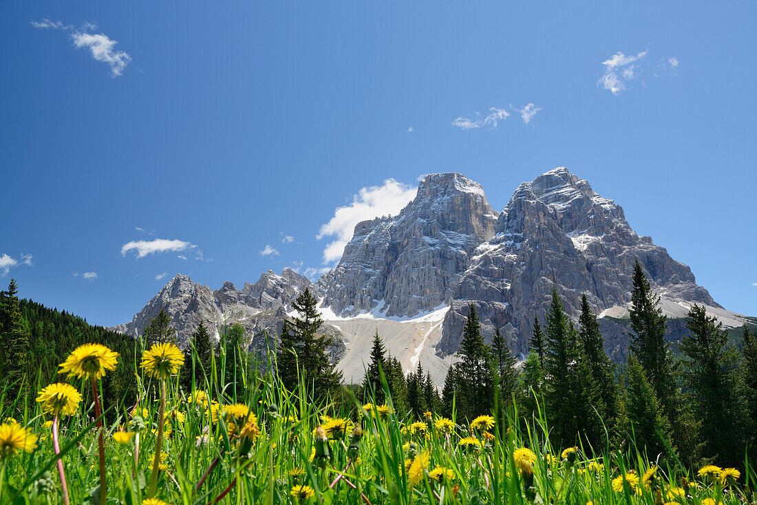 Flowering meadow in front of Monte Pelmo, Dolomites, UNESCO world heritage site Dolomites, Venetia, Italy