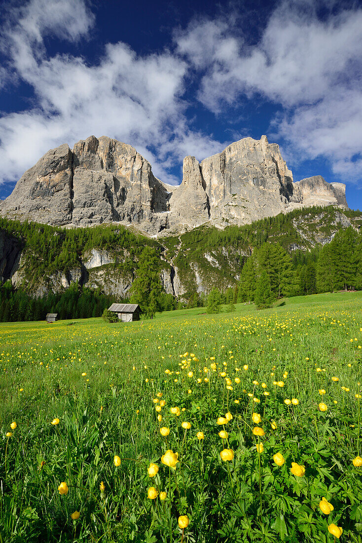 Blumenwiesen und Almstadel vor Sellastock, Sella, Dolomiten, UNESCO Weltnaturerbe Dolomiten, Südtirol, Italien