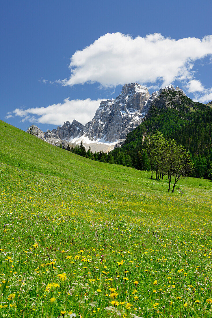Blumenwiese vor Monte Pelmo, Dolomiten, UNESCO Weltnaturerbe Dolomiten, Venetien, Italien