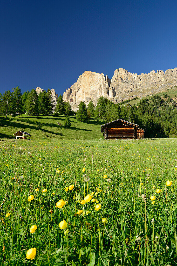 Flowering meadow and hay barn in front of Rotwand, Rosengarten range, Dolomites, UNESCO world heritage site Dolomites, South Tyrol, Italy
