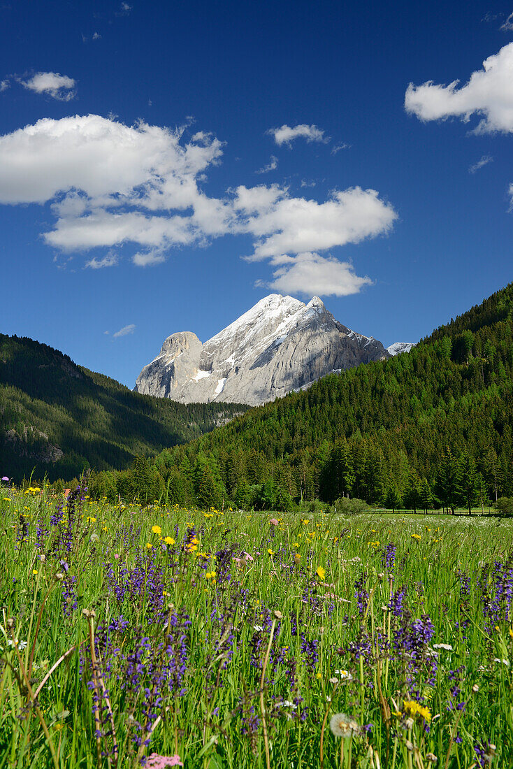 Blumenwiese vor Marmolata, Fassatal, Dolomiten, UNESCO Weltnaturerbe Dolomiten, Trentino, Italien