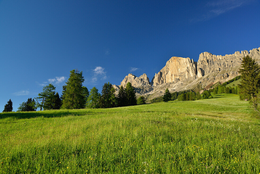 Flowering meadow in front of Rotwand, Rosengarten range, Dolomites, UNESCO world heritage site Dolomites, South Tyrol, Italy