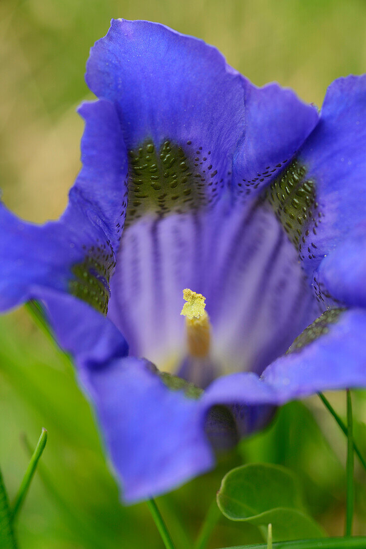 Alpine Gentian, Gentiana alpina, Seiseralm, Dolomites, UNESCO world heritage site Dolomites, South Tyrol, Italy