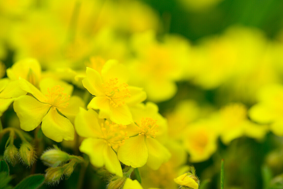 Yellow blossoms of Spring Cinquefoil, Potentilla neumanniana, Seiseralm, Dolomites, UNESCO world heritage site Dolomites, South Tyrol, Italy