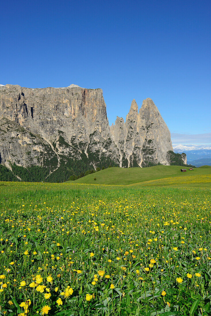 Blumenwiese vor Schlern und Rosszähne, Seiseralm, Dolomiten, UNESCO Weltnaturerbe Dolomiten, Südtirol, Italien