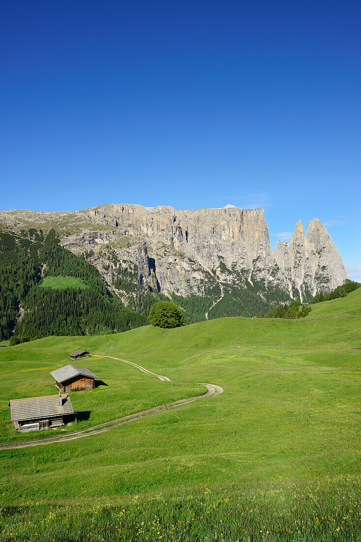 Alpine meadow and hay barns in front of Schlern and Rosszaehne, Seiseralm, Dolomites, UNESCO world heritage site Dolomites, South Tyrol, Italy