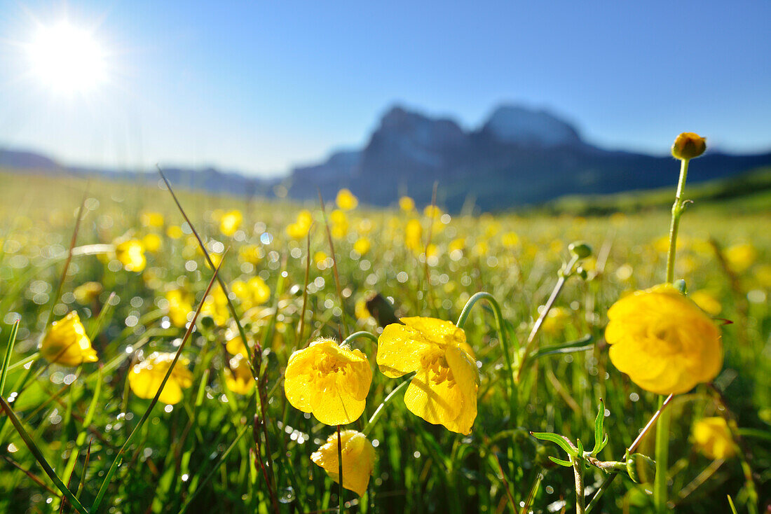 Blumenwiese mit Hahnenfuß vor Langkofel und Plattkofel, Seiseralm, Dolomiten, UNESCO Weltnaturerbe Dolomiten, Südtirol, Italien
