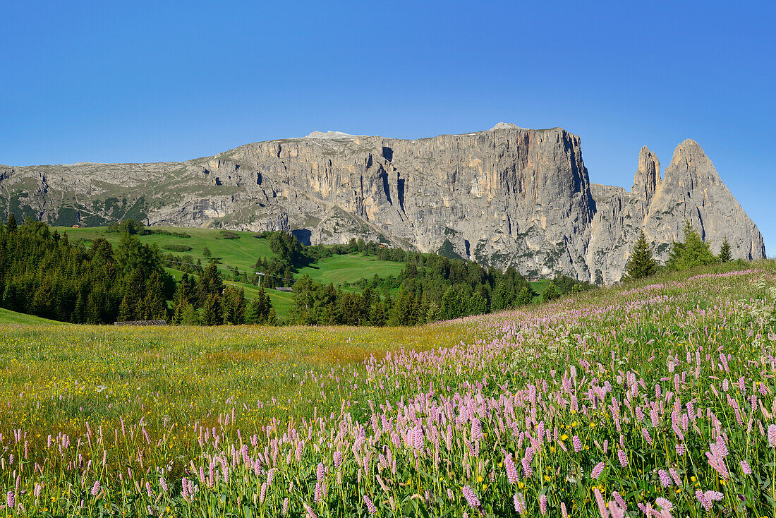 Flowering meadow in front of Schlern and Rosszaehne, Seiseralm, Dolomites, UNESCO world heritage site Dolomites, South Tyrol, Italy