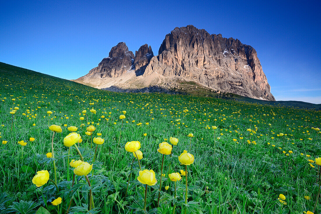 Blumenwiese mit Trollblumen vor Langkofel, Langkofel, Dolomiten, UNESCO Weltnaturerbe Dolomiten, Südtirol, Italien