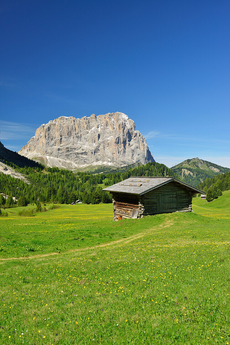 Alpine meadow with hay barn in front of Langkofel, Langkofel, Dolomites, UNESCO world heritage site Dolomites, South Tyrol, Italy