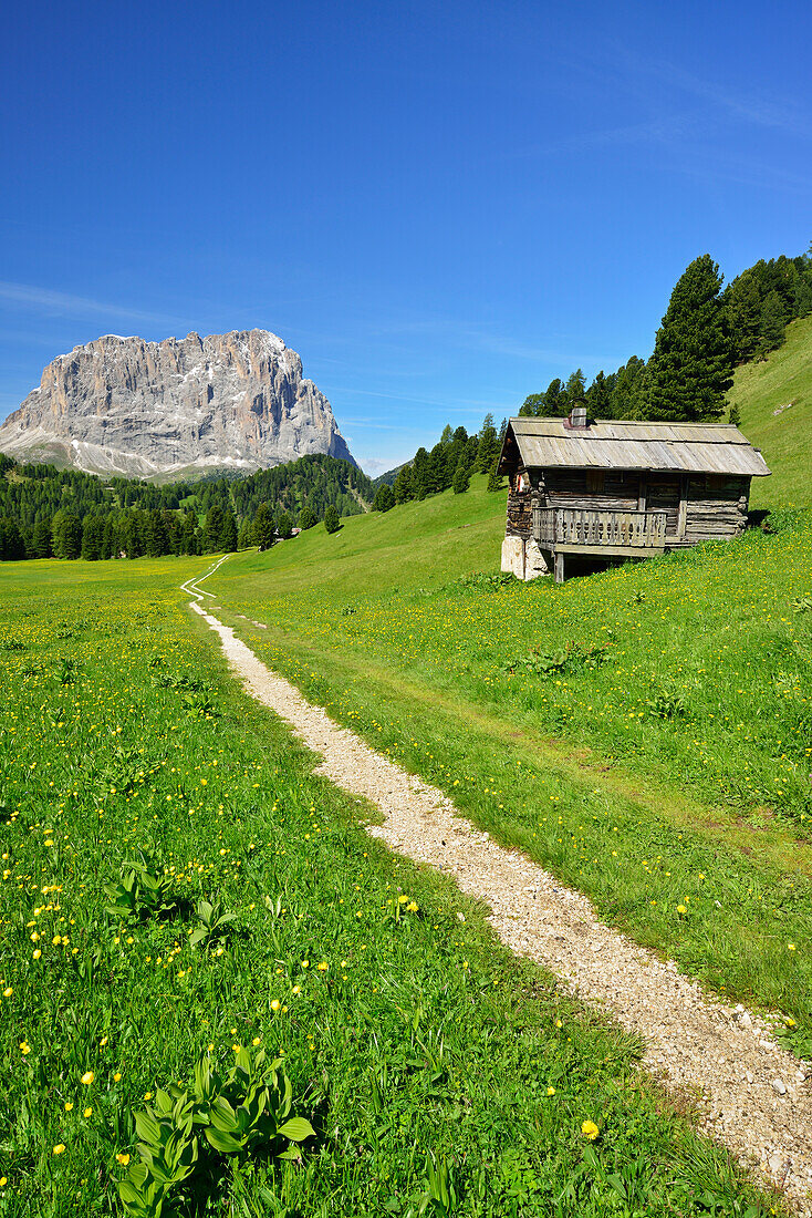 Path leading through flowering meadow with hay stacks in front of Langkofel, Langkofel, Dolomites, UNESCO world heritage site Dolomites, South Tyrol, Italy