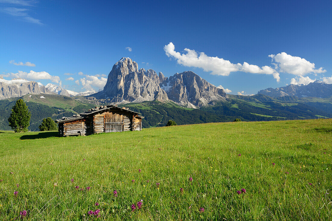 Wiese mit Alm vor Sella und Langkofel, Grödnertal, Dolomiten, UNESCO Weltnaturerbe Dolomiten, Südtirol, Italien