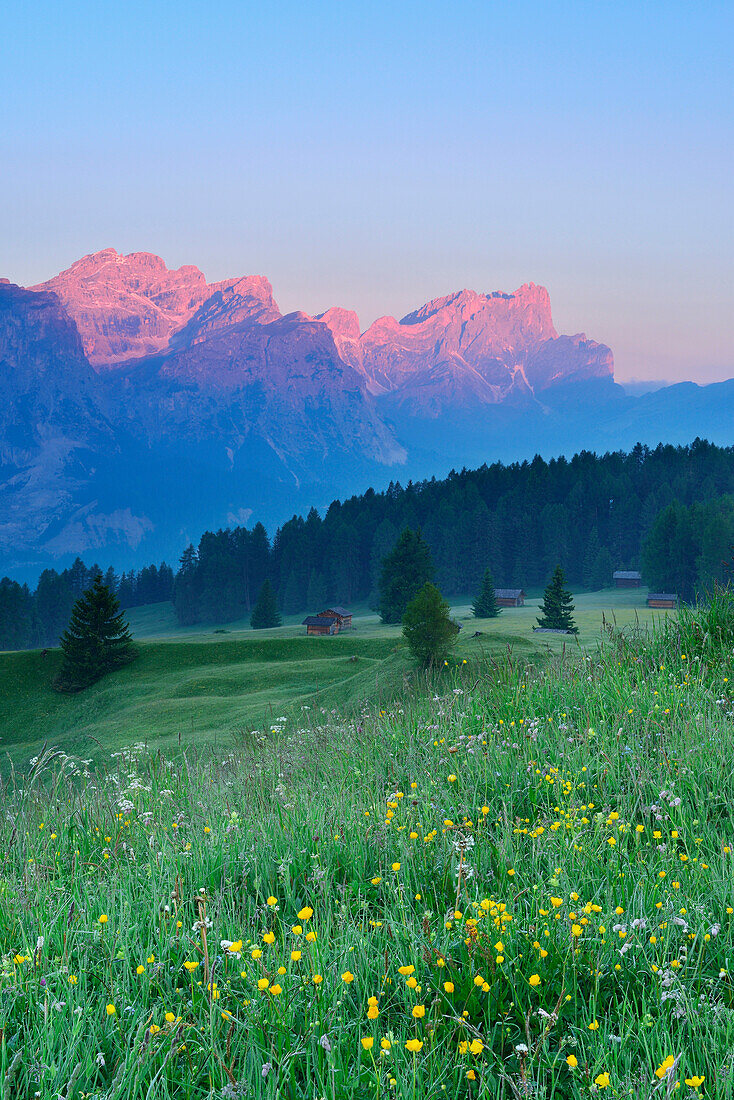 Blumenwiese mit Blick auf Puezgruppe und Geislergruppe, Gadertal, Dolomiten, UNESCO Weltnaturerbe Dolomiten, Südtirol, Italien
