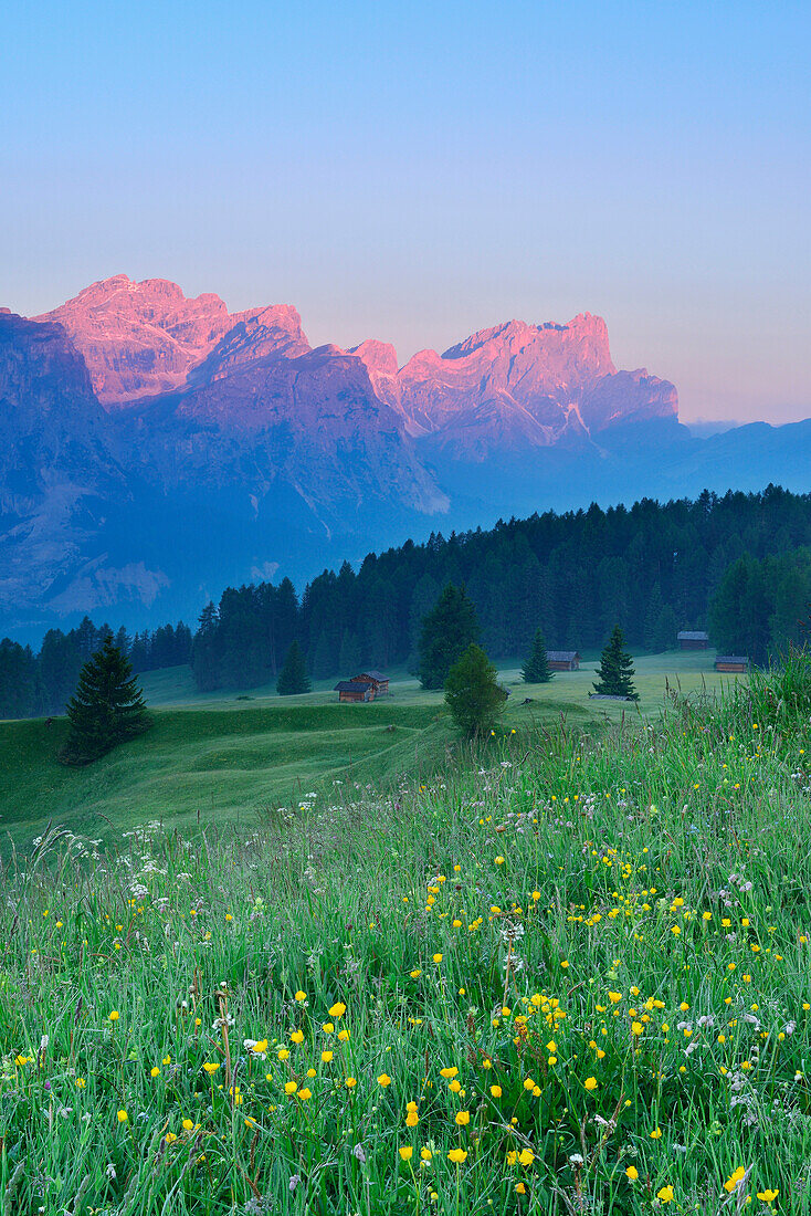 Flowering meadow with view to Puez range and Geisler range, Val Badia, Dolomites, UNESCO world heritage site Dolomites, South Tyrol, Italy