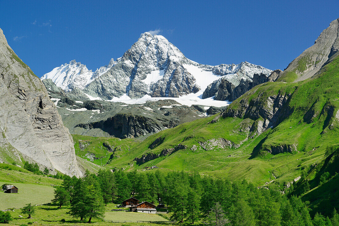 Almen vor Großglockner, Luckneralm, Großglockner, Nationalpark Hohe Tauern, Osttirol, Österreich