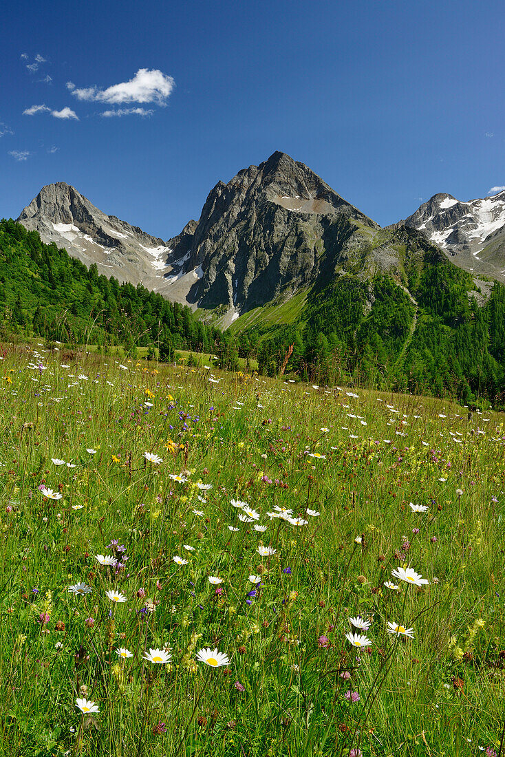 Flowering meadow in front of Gloedis and Ganot, Schober range, National Park Hohe Tauern, East Tyrol, Austria