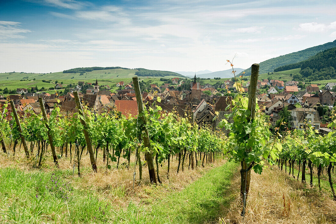 Panoramic view over vineyards, Riquewihr, Alsace, France