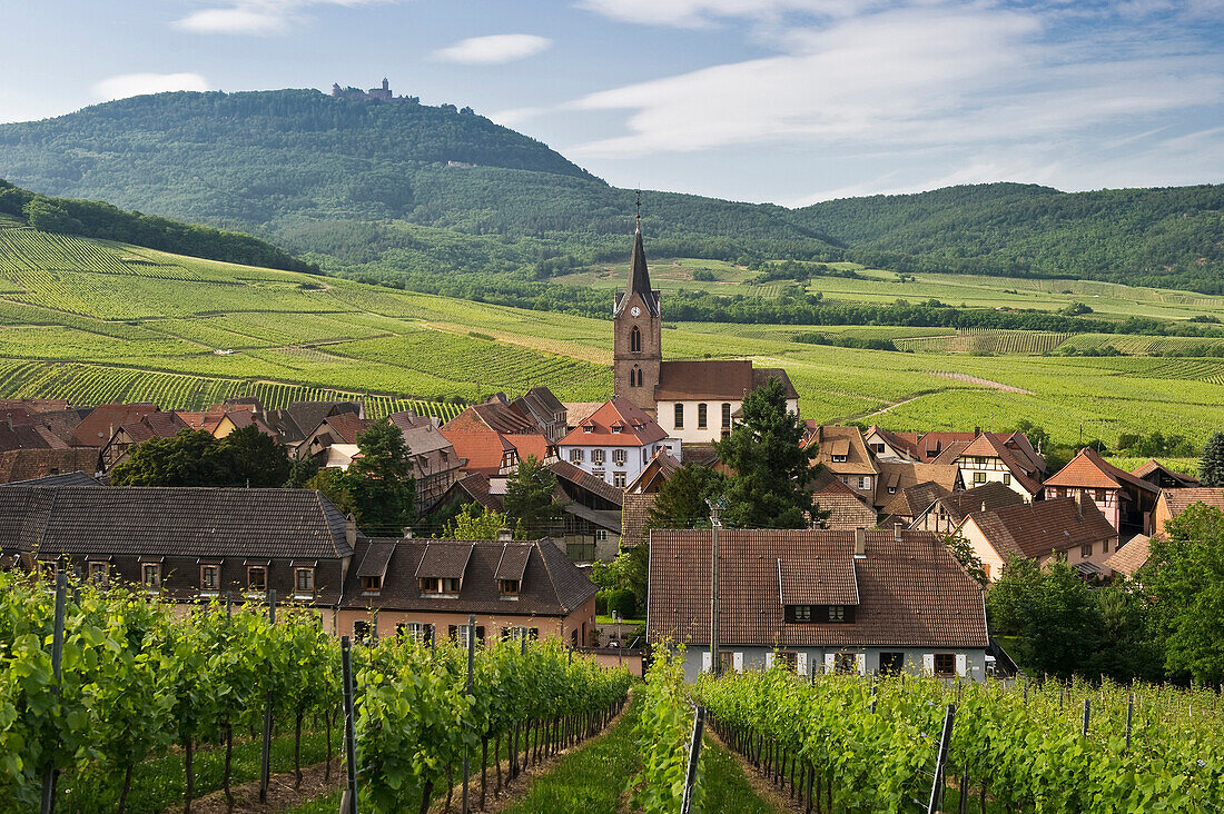 Rodern und Weinberge, im Hintergrund das Château du Haut-Koenigsbourg, Elsass, Frankreich