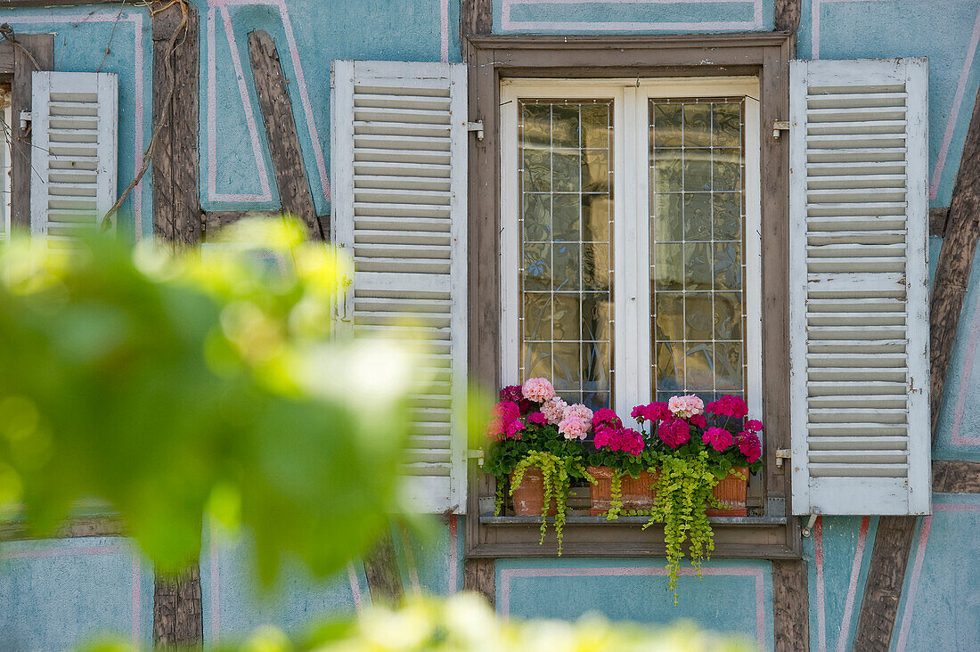 Blumenkasten am Fachwerkhaus, Petite Venise, Colmar, Elsass, Frankreich