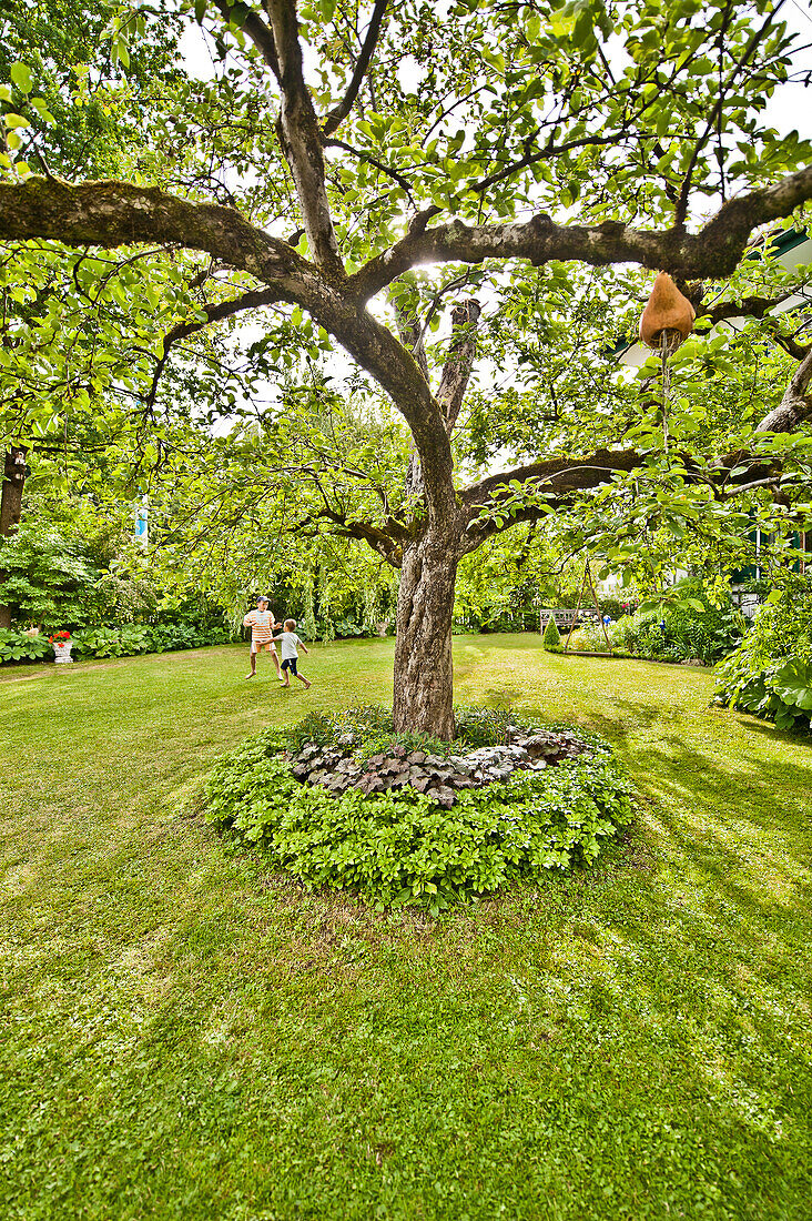 Garden with a tree in the middle, Magnetsried, Weilheim-Schongau, Bavarian Oberland, Upper Bavaria, Bavaria, Germany