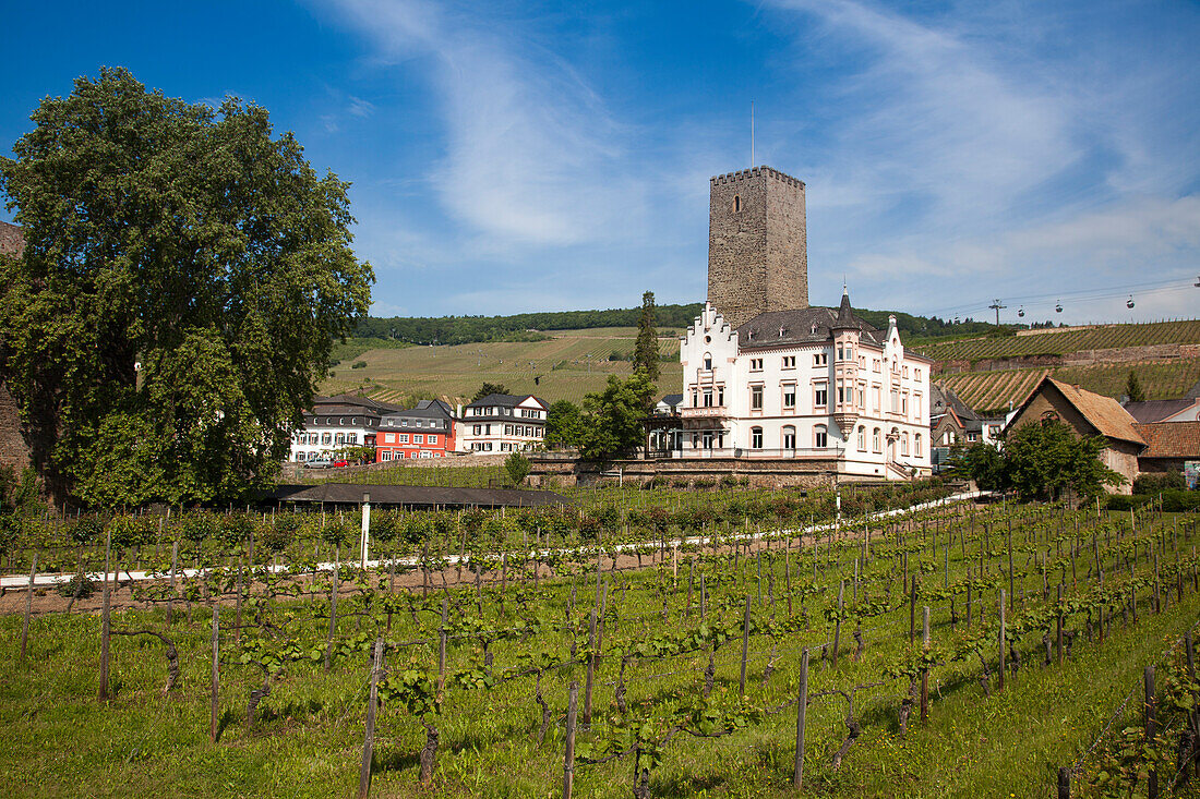 Carl Jung winery and gondola lift above vineyards, Rudesheim am Rhein, Hesse, Germany, Europe