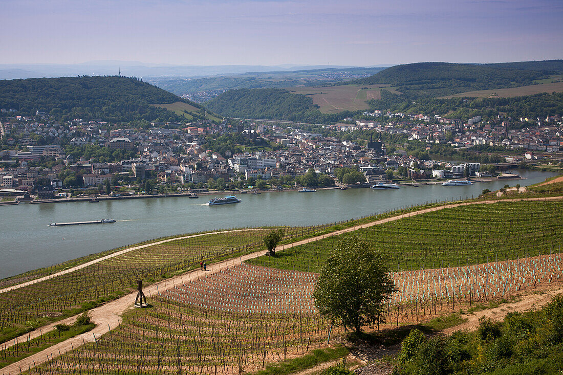 View across vineyards, Rhine river and Bingen from Niederwalddenkmal monument, Rudesheim am Rhein, Hesse, Germany, Europe
