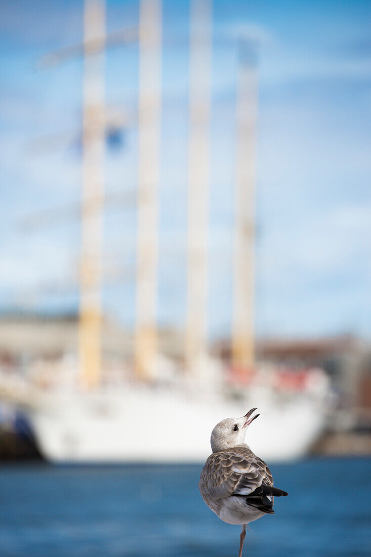 Möwe mit einem Bein mit Großsegler Star Flyer im Hintergrund, Helsinki, Südliches Finnland, Finnland, Europa