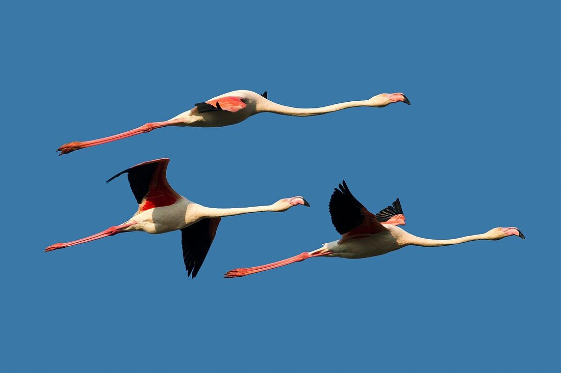 France , Bouches du Rhone, Camargue , Greater Flamingo  Phoenicopterus ruber  , Order :Phoenicopteriformes , Family : Phoenicopteridae