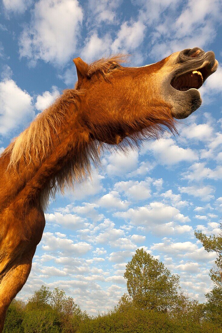 Comtois horse, Bas-Rhin, France