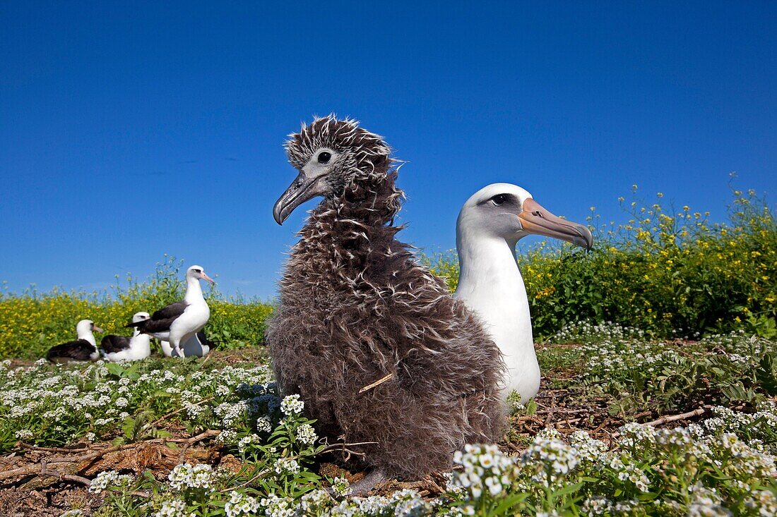 Hawaï , Midway , Sand Island , Laysan Albatross ,  Phoebastria immutabilis , adult with young