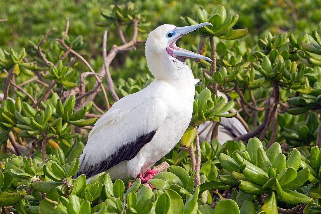 Hawaï , Midway , Eastern Island , Red-footed Booby  Sula sula