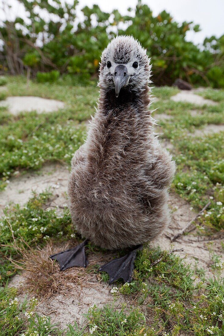 Hawaï , Midway , Sand Island , Laysan Albatross ,  Phoebastria immutabilis , young