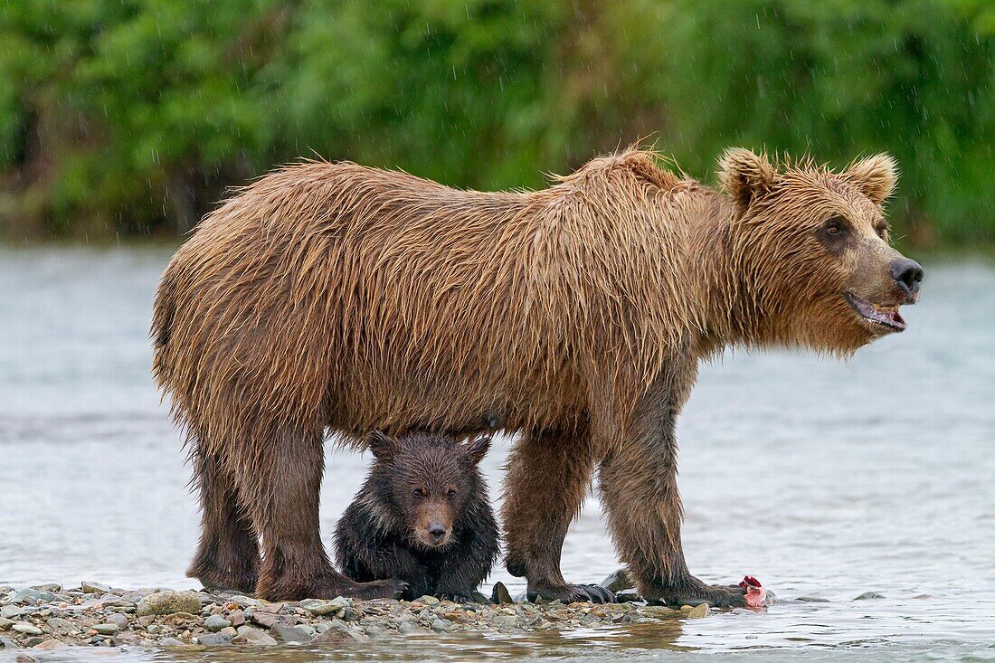 Alaska , Katmai National Park and Preserve , Grizzly bear  Ursus arctos horribilis  , order : carnivora ,family : ursidae 