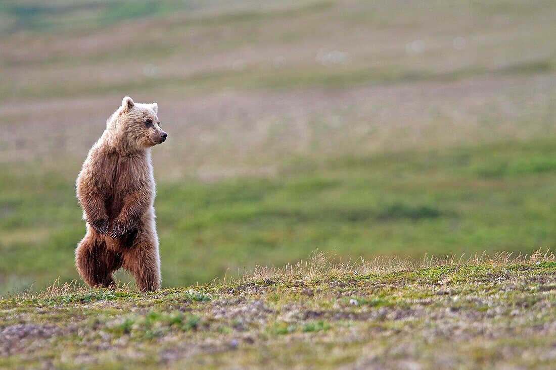 Alaska , Katmai National Park and Preserve , Grizzly bear  Ursus arctos horribilis  , order : carnivora ,family : ursidae 