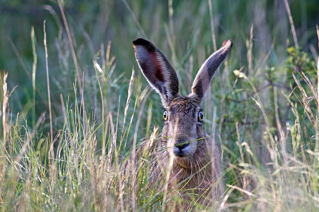 France, Lot, European hare Lepus capensis