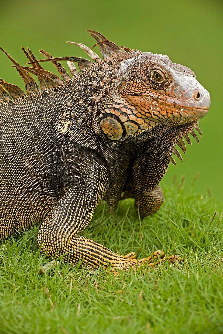 Green Iguana Iguana iguana. Costa Rica, tropical rainforest