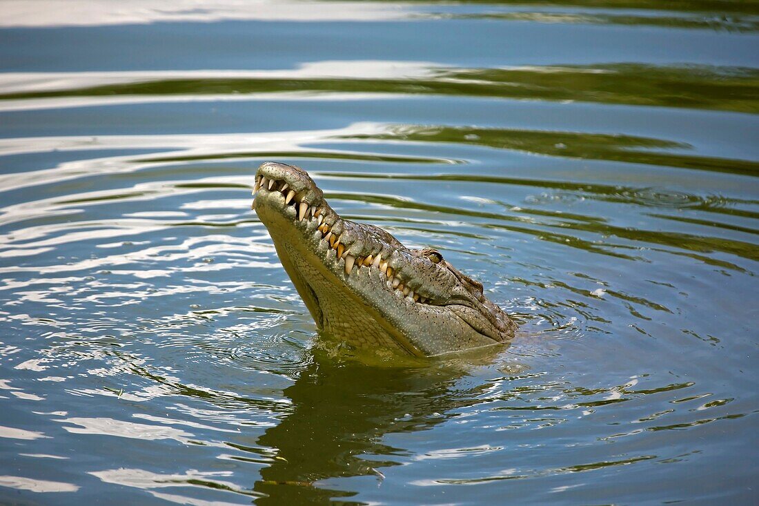 American Crocodile Crocodylus acutus. Costa Rica, tropical rainforest
