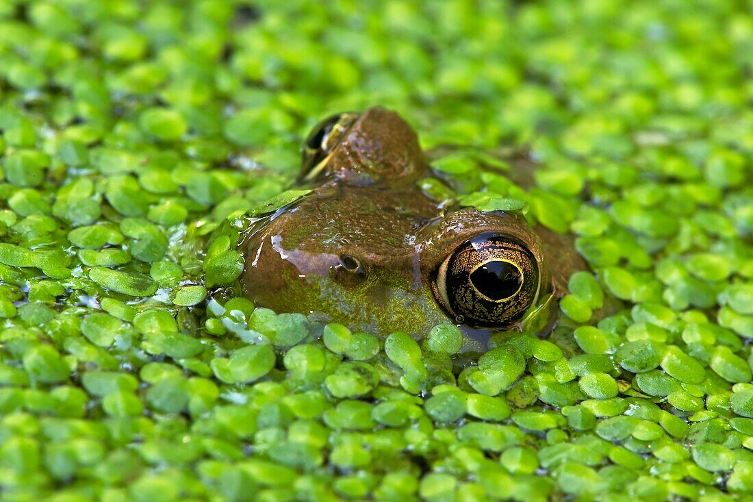 Green Frog Rana clamitans - New York - USA - in duckweed