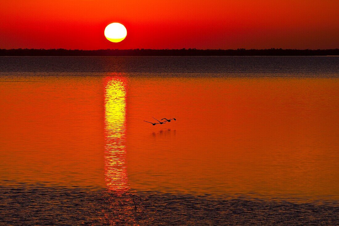 Bird Island, Holbox Island, State Quntana Roo, Yucatan Peninsula, Mexico