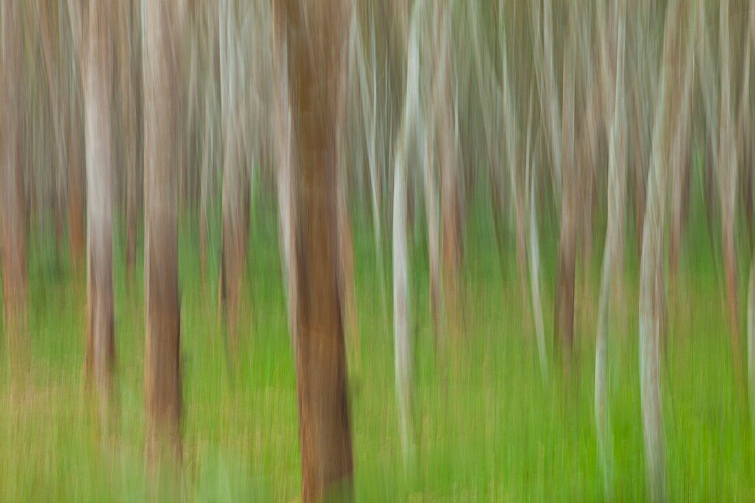 Rubber Tree plantation, Krabi province, Andaman Sea, Thailand, Asia