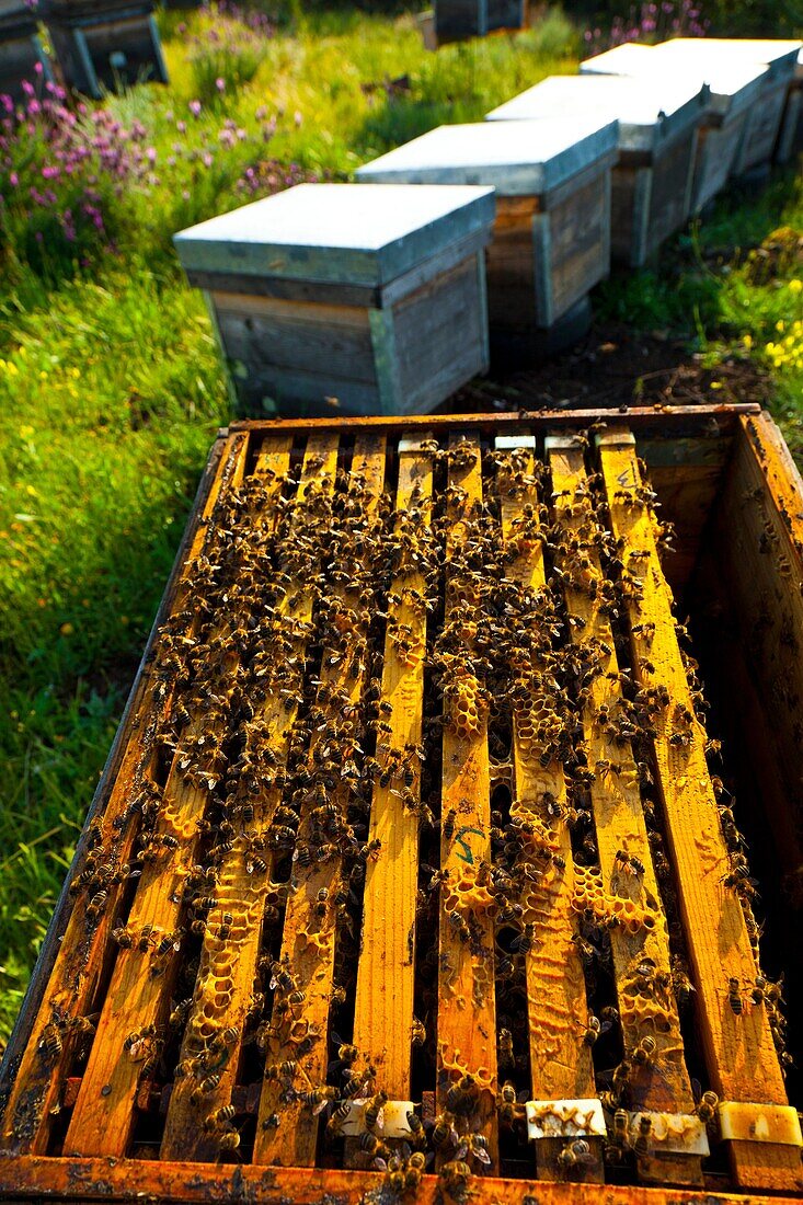 Beekeeping or apiculture, Garciaz, Las Villuercas, Caceres, Extremadura, Spain, Europe.