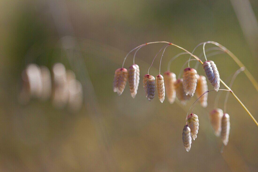 Spring, Monfrague National Park, Caceres, Extremadura, Spain, Europe.