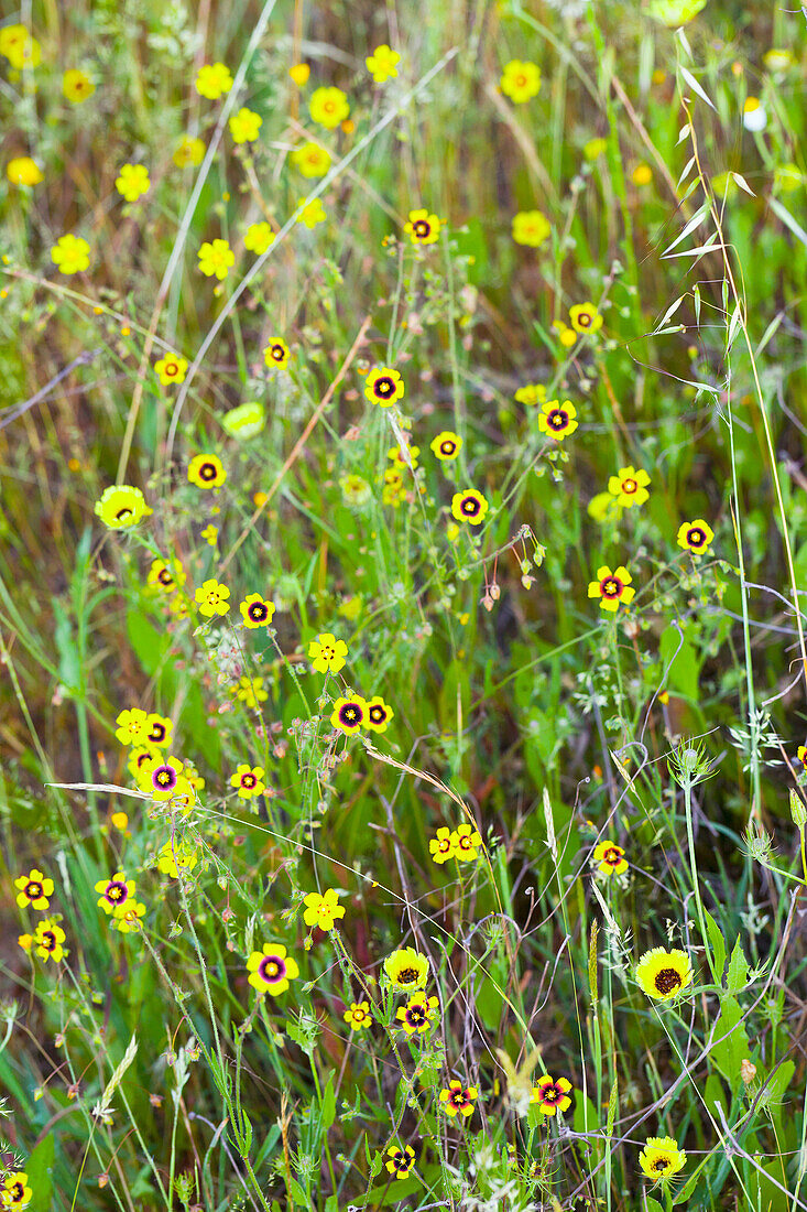 Spring, Monfrague National Park, Caceres, Extremadura, Spain, Europe.