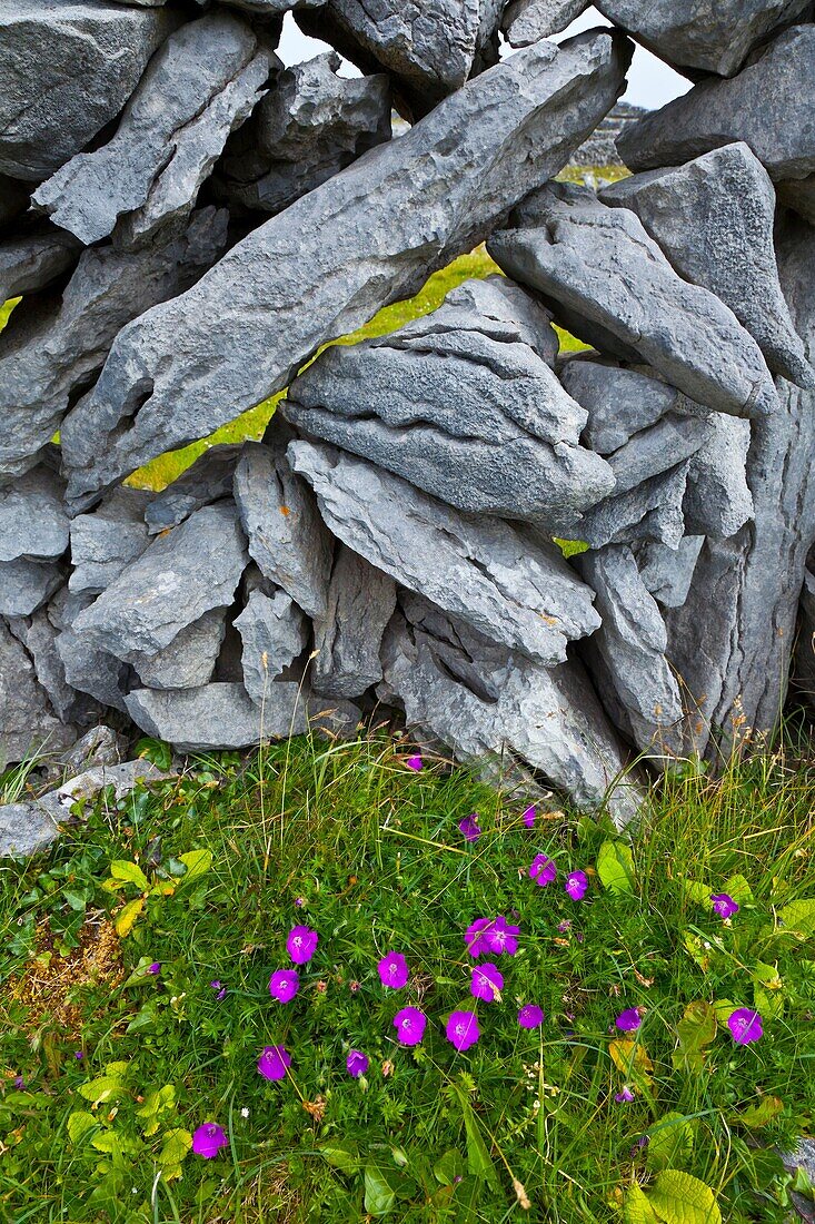 West coast  Inishmore Island, Aran Islands, Galway County, West Ireland, Europe