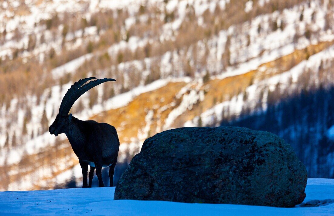 ALPINE IBEX Capra ibex, Gran Paradiso National Park, Valnontey, Aosta Valley, Alpes, Italy, Europe