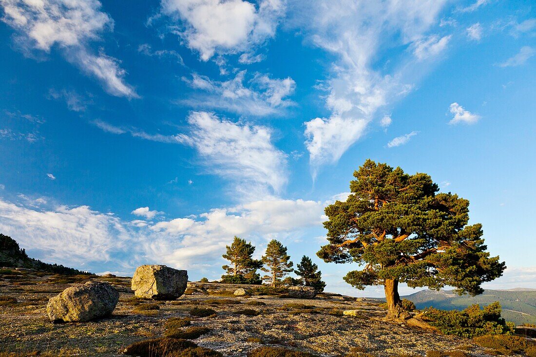 Pinus sylvestris, Black Lake, Urbion Natural Park Soria Province Castilla y Leon Spain