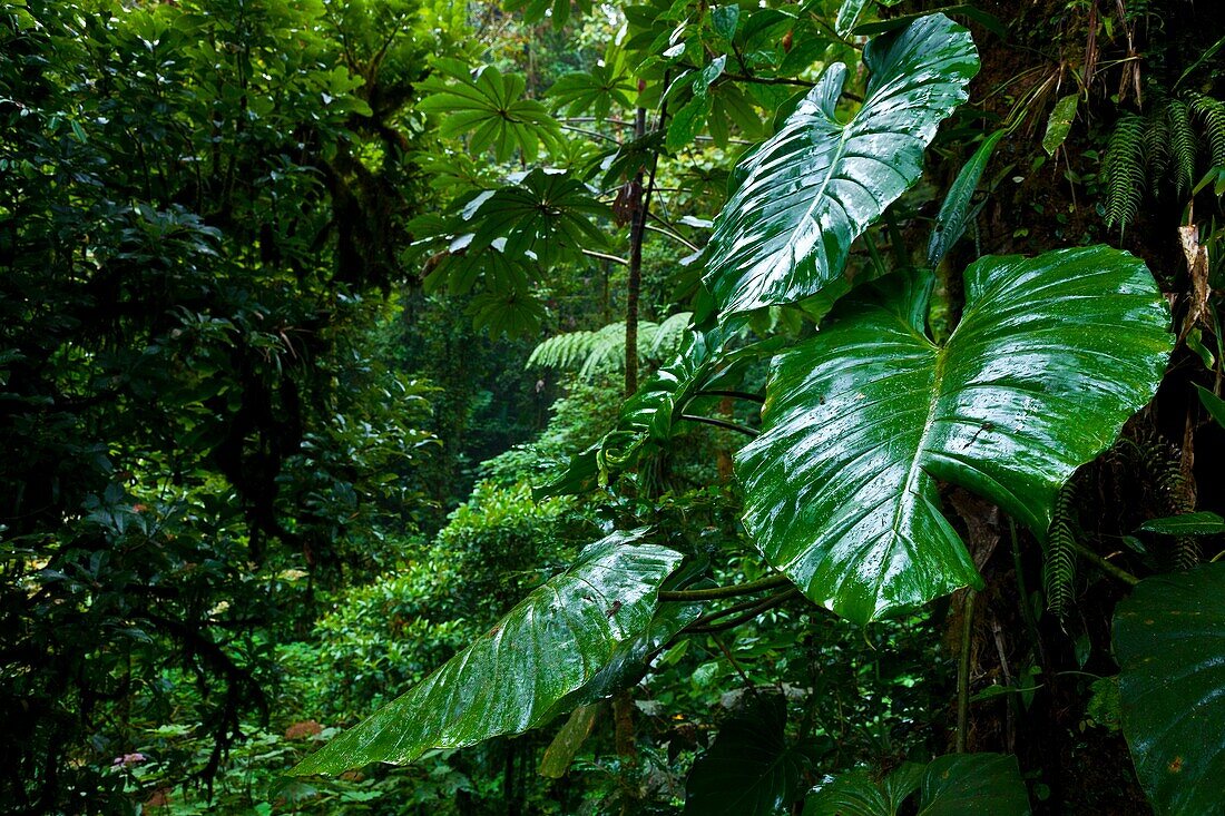 Santa Elena Cloud Forest Nature Reserve, Costa Rica, Central America, America